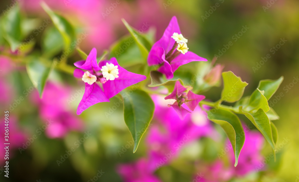 Beautiful pink flowers in nature