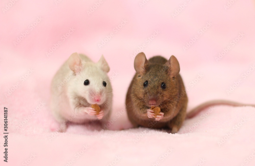 仲良く一緒に食事してる2匹のハツカネズミとピンク色の背景 Dcn Gallery