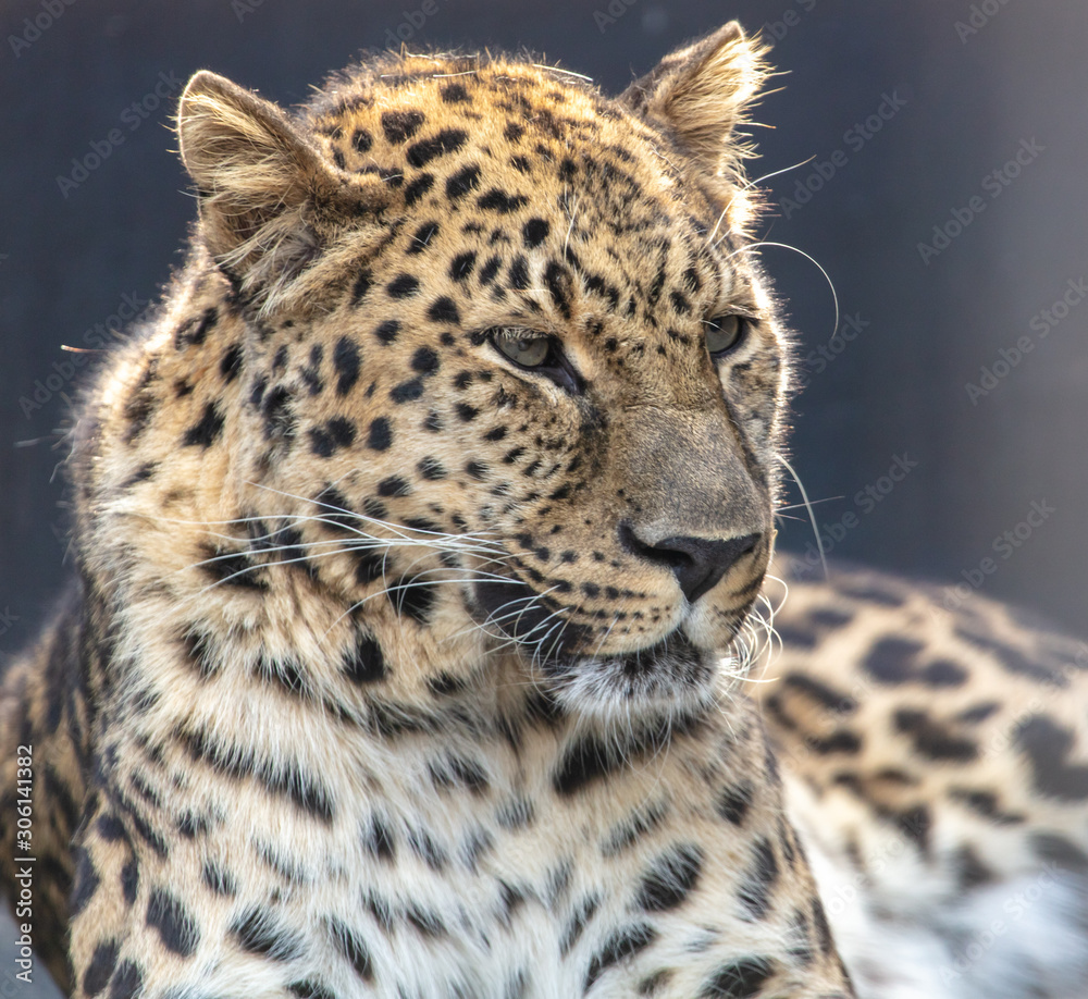 Naklejka premium Portrait of a tiger in a zoo