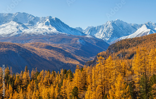 Autumn view, sunny day. Nature of Siberia, wild place. Mountain taiga, snow-capped peaks.
