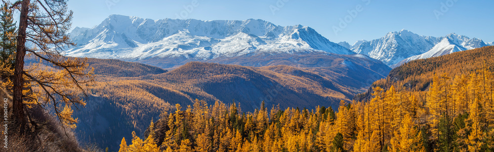 Panoramic autumn view, sunny day.  Nature of Siberia, wild place. Mountain taiga, snow-capped peaks. - obrazy, fototapety, plakaty 