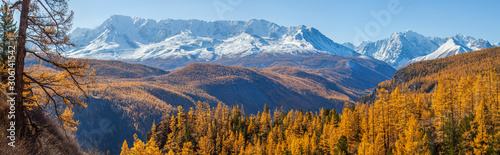 Panoramic autumn view, sunny day. Nature of Siberia, wild place. Mountain taiga, snow-capped peaks.