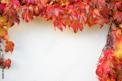Old branches of wild grapes plaited the wall. Natural background of red leaves.