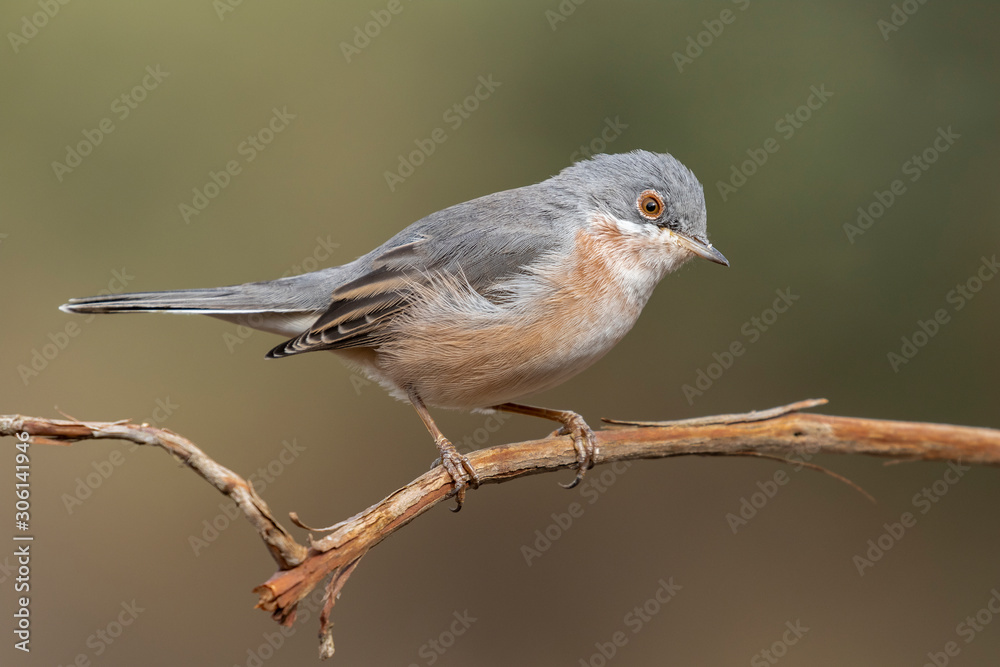 Male of subalpine warbler. Sylvia Cantillans, on her hanger Male of subalpine warbler. Sylvia Cantillans, on her hanger