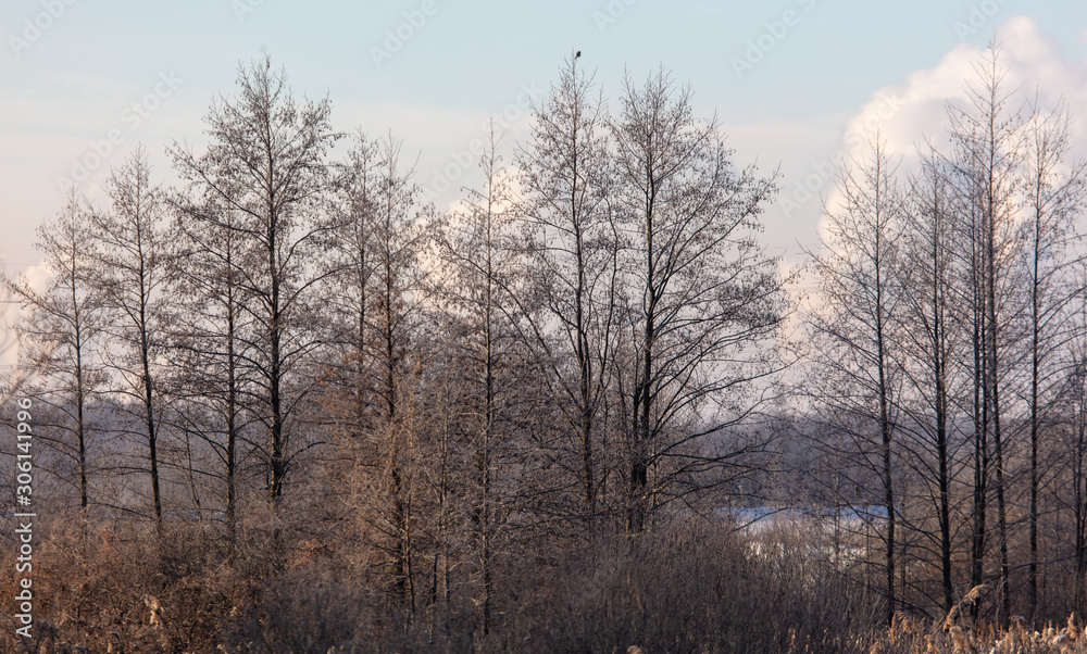 Bare branches of a tree in the snow at dawn in winter