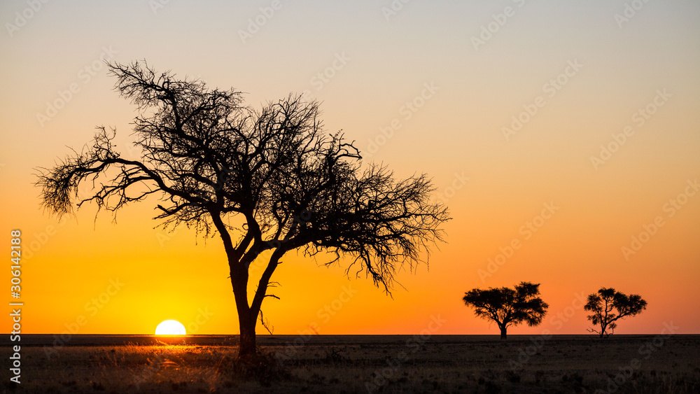 Panorama of an african sunrise with acacia and clear sky, Namib Naukluft Park, Namibia
