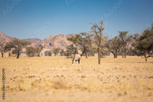 Scenic landscape with grassing oryx antelope, Namib Naukluft Park, Namibia, Africa