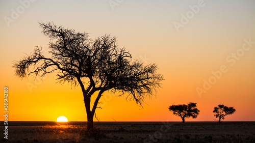 Panorama of an african sunrise with acacia and clear sky  Namib Naukluft Park  Namibia