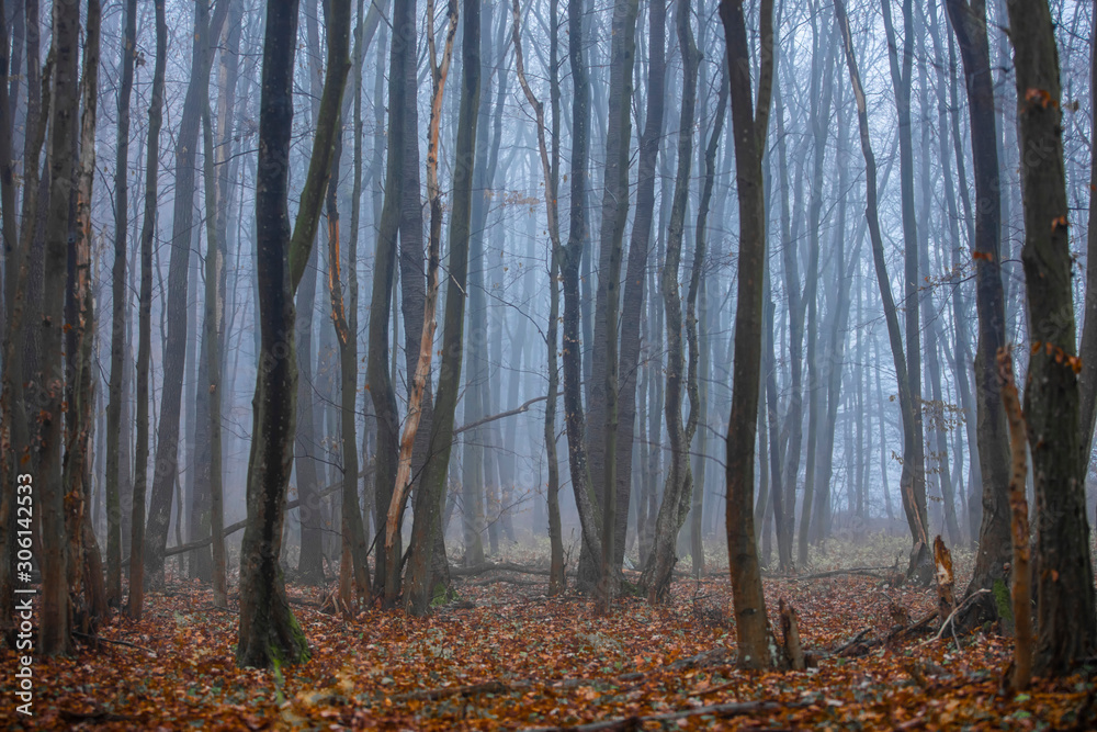 foggy  autumn forest in the morning  