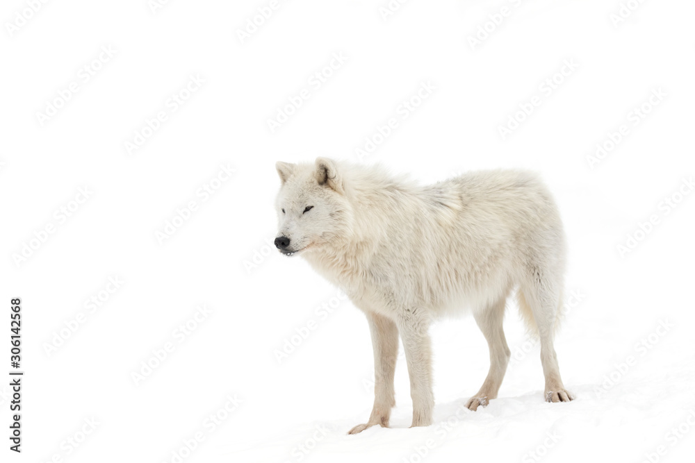 Arctic wolf isolated on white background walking in the winter snow in Canada