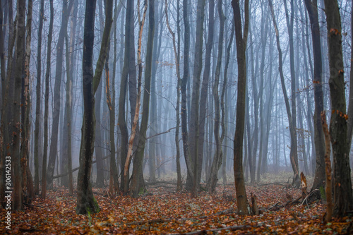 foggy autumn forest in the morning 