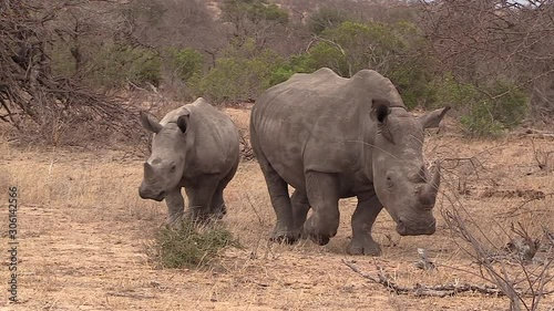 Two Southern white rhino moving together in savannah. Handheld tracking photo