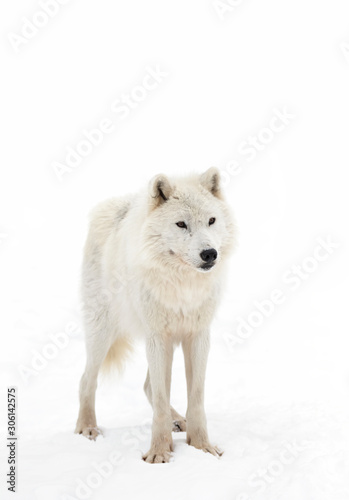 Arctic wolf isolated on white background walking in the winter snow in Canada