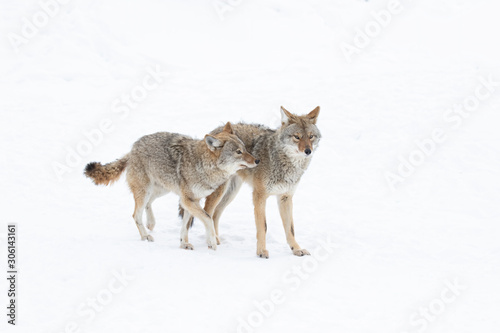 Two Coyotes Canis latrans isolated on white background walking and hunting in the winter snow in Canada © Jim Cumming
