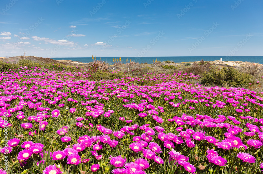 Many colorful pink flowers in front of a beach near the Spanish port city of Cartagena. In the background is the beach and the blue Mediterranean Sea in sunshine.