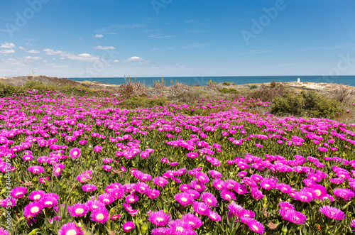 Many colorful pink flowers in front of a beach near the Spanish port city of Cartagena. In the background is the beach and the blue Mediterranean Sea in sunshine.