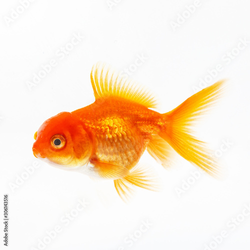 Gold decorative fish on a white background