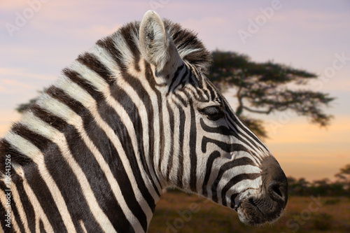 A closeup view of a Zebra head in the steppe of the great national park Serengeti in the African Tanzania. In the background a big tree  out of focus with beautiful bokeh.
