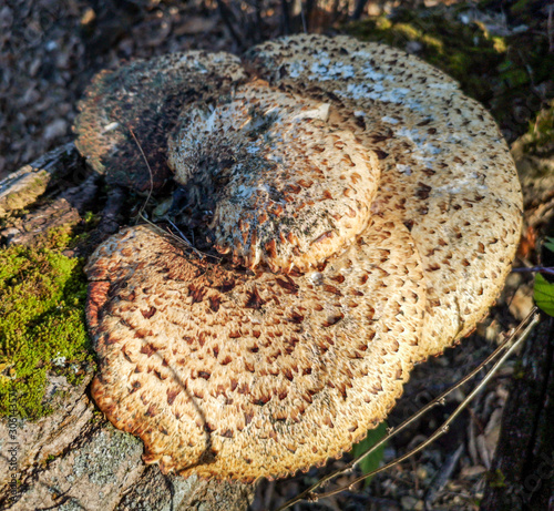 The mushroom grows on a stump in the forest