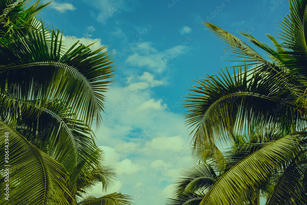 Fototapeta premium Tropical coconut palm leaves on pastel background for Summer concept and Spring lifestyle design with copy space.
