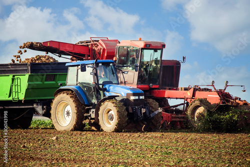 harvest beets in the fields in autumn