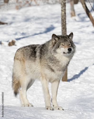 A lone Timber Wolf or Grey Wolf Canis lupus isolated on white background walking in the winter snow in Canada © Jim Cumming