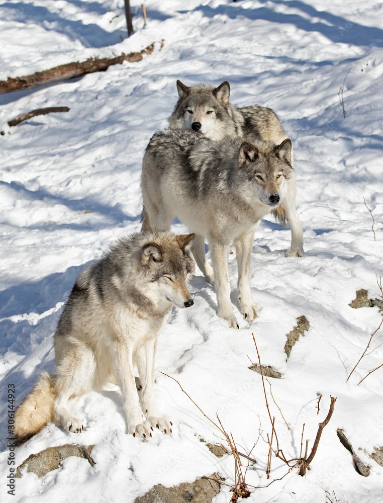 Timber wolves or grey wolves Canis lupus, timber wolf pack standing in the snow in Canada