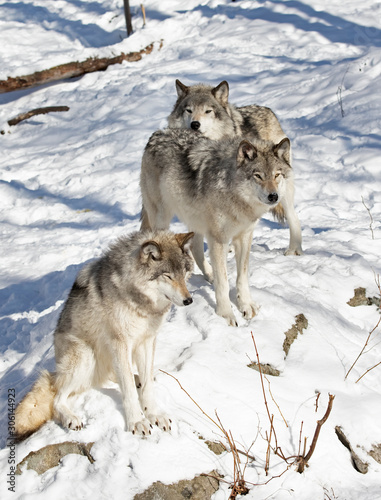 Timber wolves or grey wolves Canis lupus, timber wolf pack standing in the snow in Canada © Jim Cumming