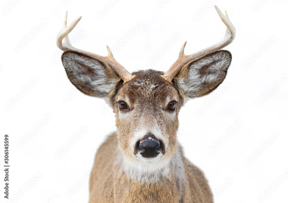 Trophy White-tailed deer buck isolated on white background with huge
