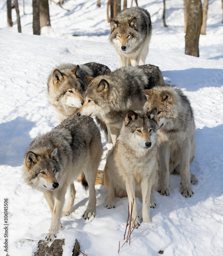 Timber wolves or grey wolves Canis lupus, timber wolf pack standing in the snow in Canada © Jim Cumming
