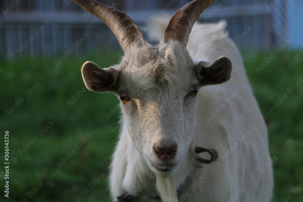 White goat