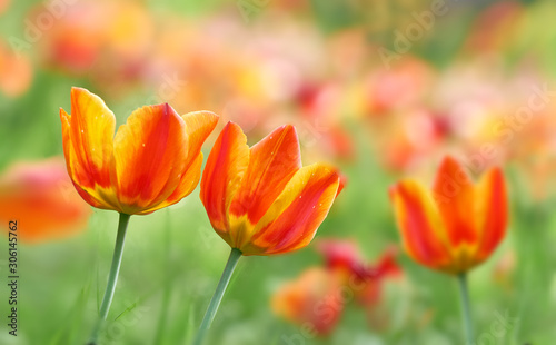 Beautiful flower tulips blooming on background of blurry tulips flower.