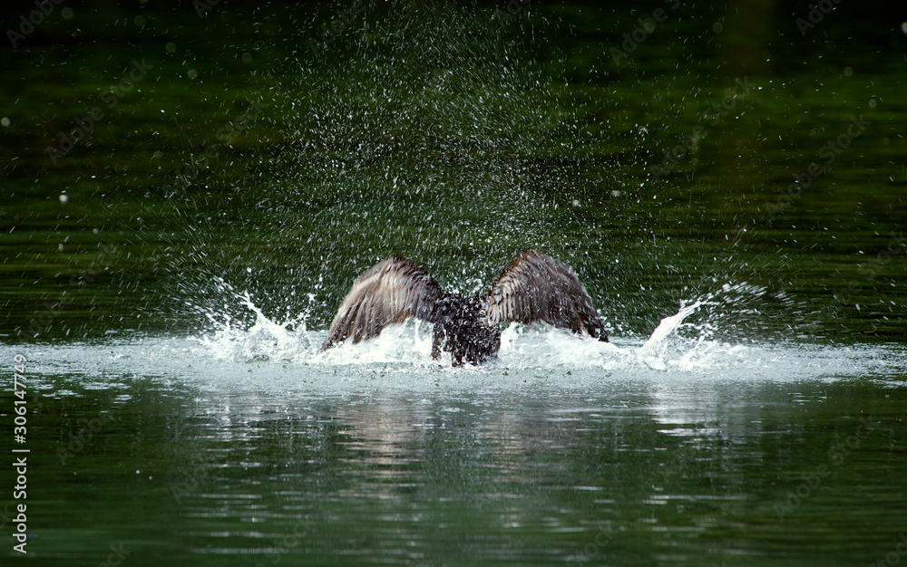 Naklejka premium Cormorant bathing