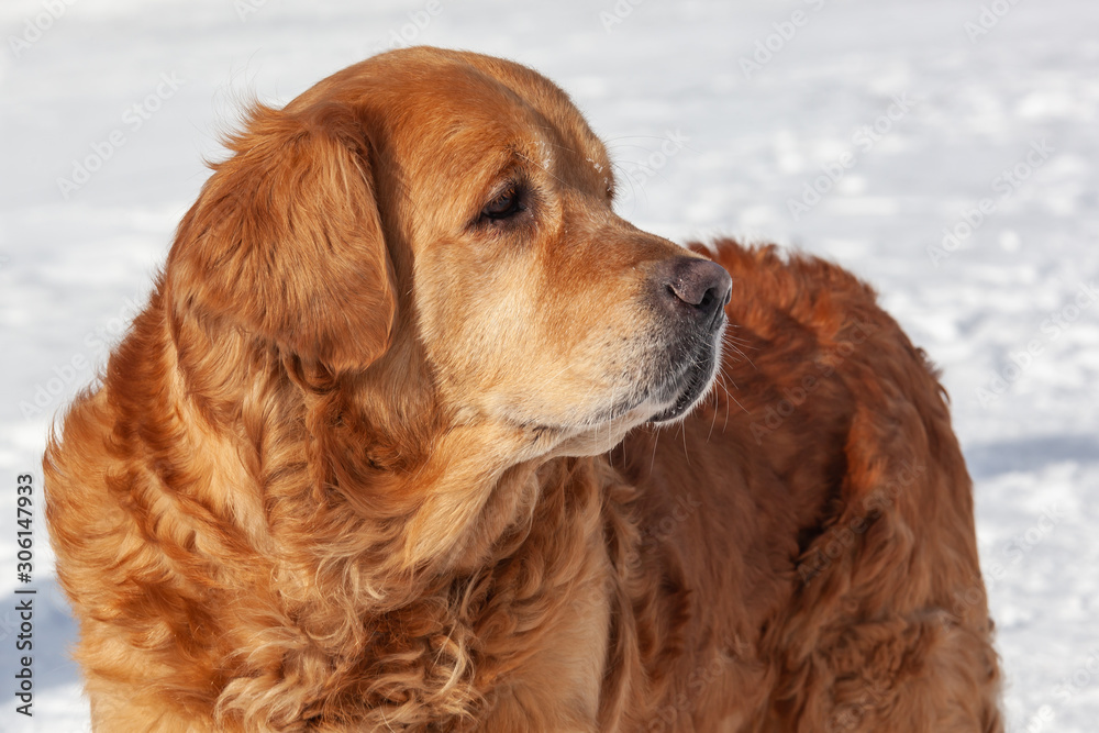 Close-up portrai of Golden retriever on the snow background in winter park