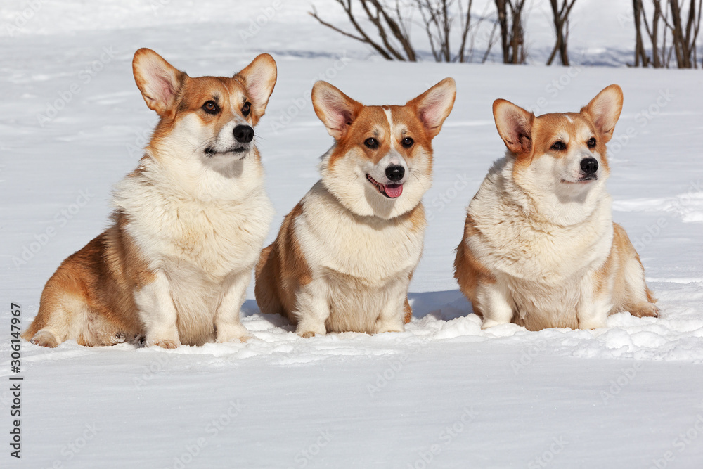 Group of three cute ginger dogs Corgi sit on snow in winter park Group of three cute ginger dogs Corgi sit on snow in winter park