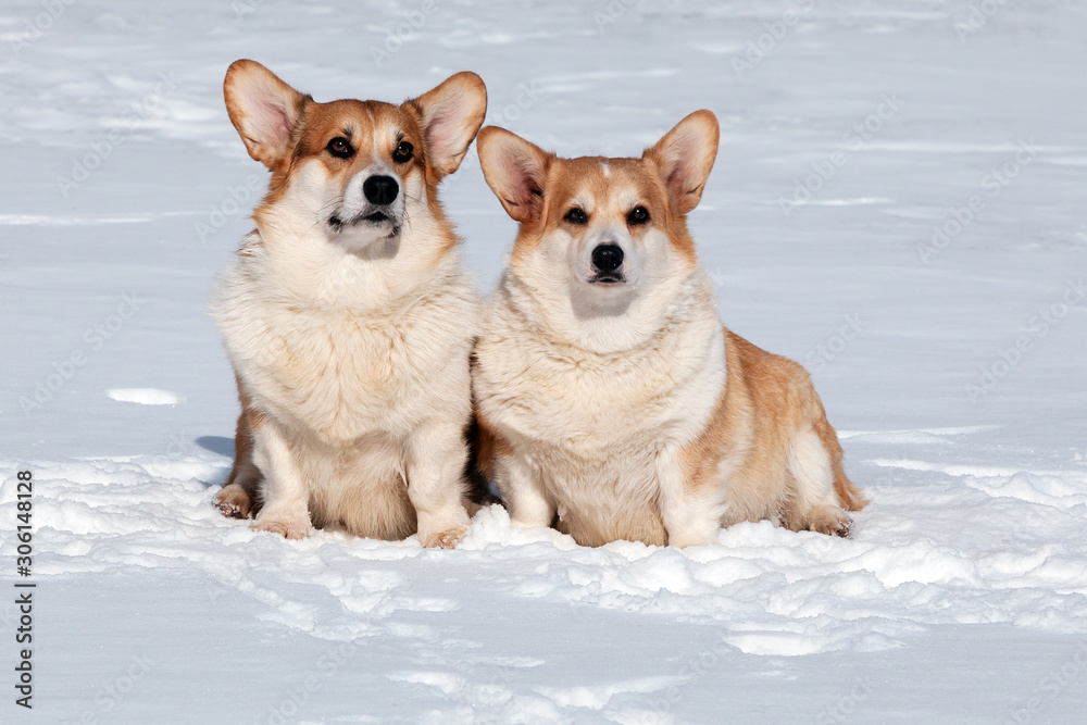 Two cute ginger dog Corgi sit on snow in winter park