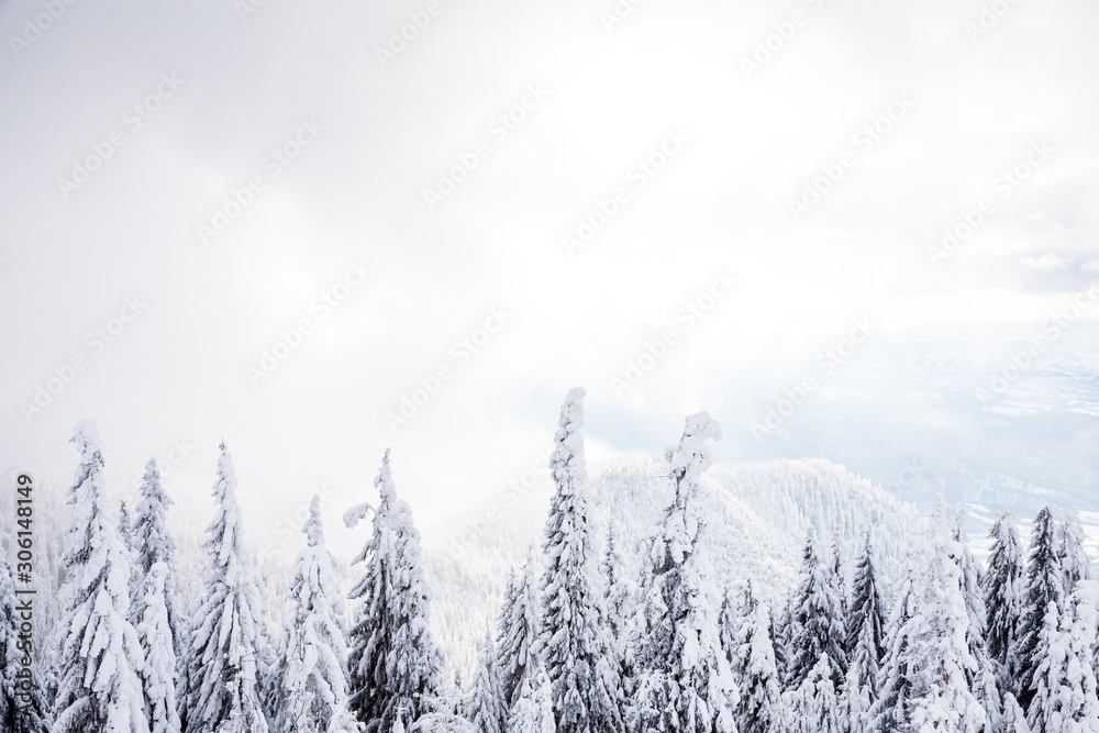 Majestic winter landscape with snowy fir trees. Winter postcard. Majestic winter landscape with snowy fir trees. Winter postcard.