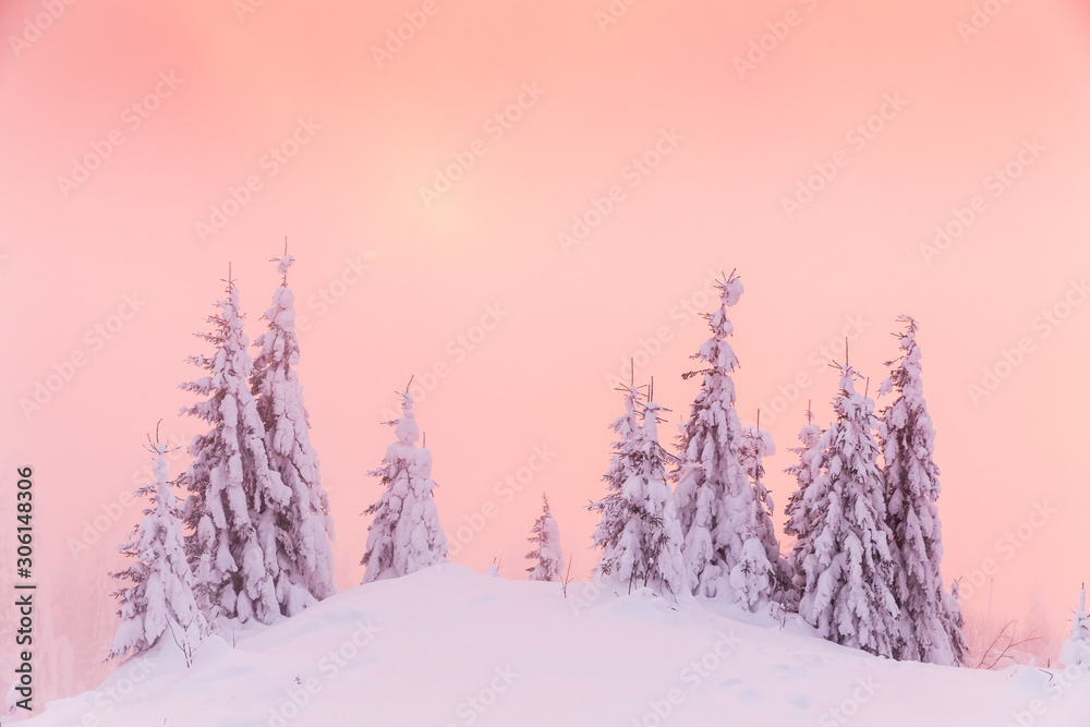 Obraz premium Majestic winter landscape with snowy fir trees. Winter postcard.