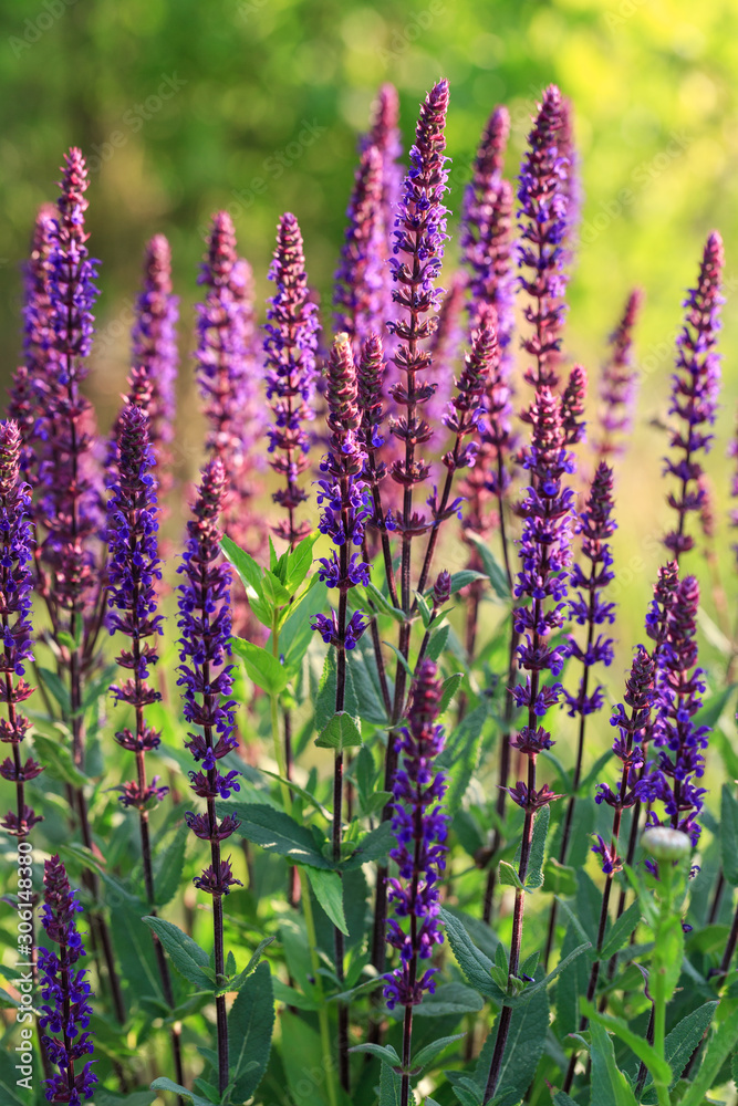 Background or Texture of Salvia nemorosa 'Caradonna' Balkan Clary in a Country Cottage Garden in a romantic rustic style. Background or Texture of Salvia nemorosa 'Caradonna' Balkan Clary in a Country Cottage Garden in a romantic rustic style.