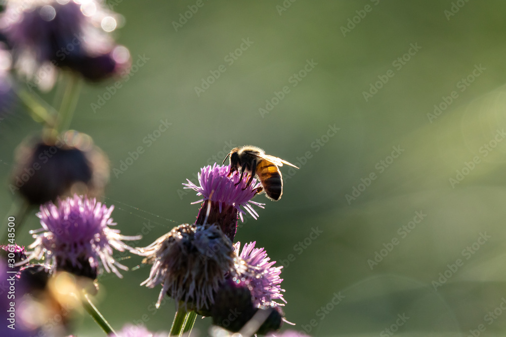 macro di un ape su un fiore in controluce macro di un ape su un fiore in controluce
