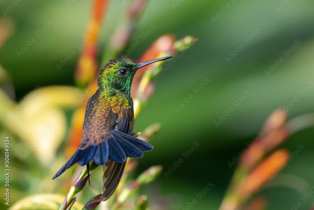 Fototapeta premium A Copper-rumped hummingbird perching on a Sanchezia bush sunning himself in a tropical garden.