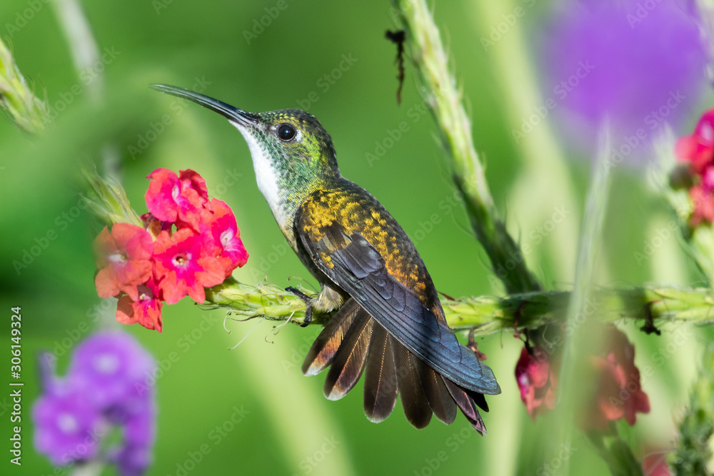 Fototapeta premium A White-chested Emerald hummingbird perches with her tailed flared on a pink Vervain plant in a tropical garden.