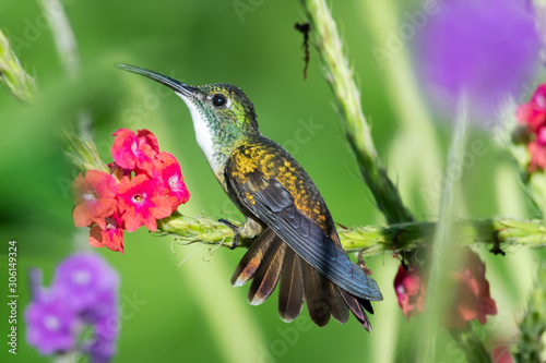 A White-chested Emerald hummingbird perches with her tailed flared on a pink Vervain plant in a tropical garden.