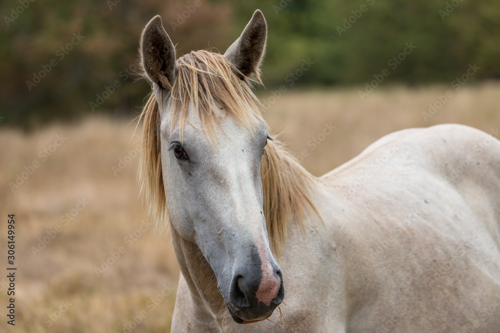 Obraz premium portrait and attitude of horses