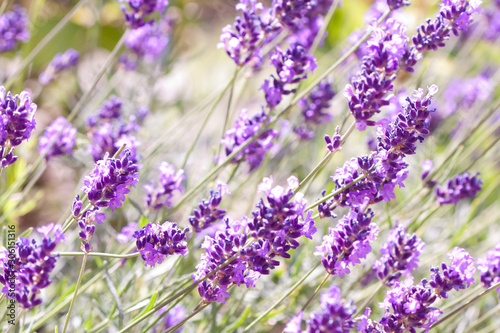 Beautiful lavender flowers.