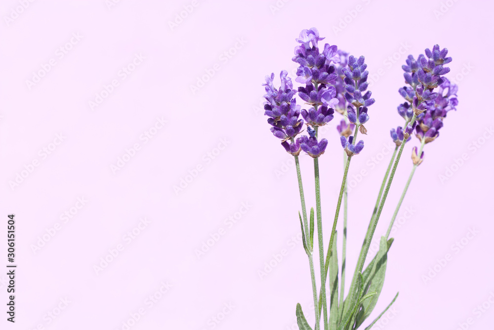 Obraz premium Beautiful lavender flowers.
