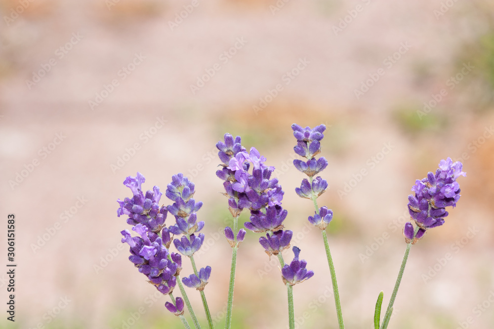 Fototapeta premium Beautiful lavender flowers.