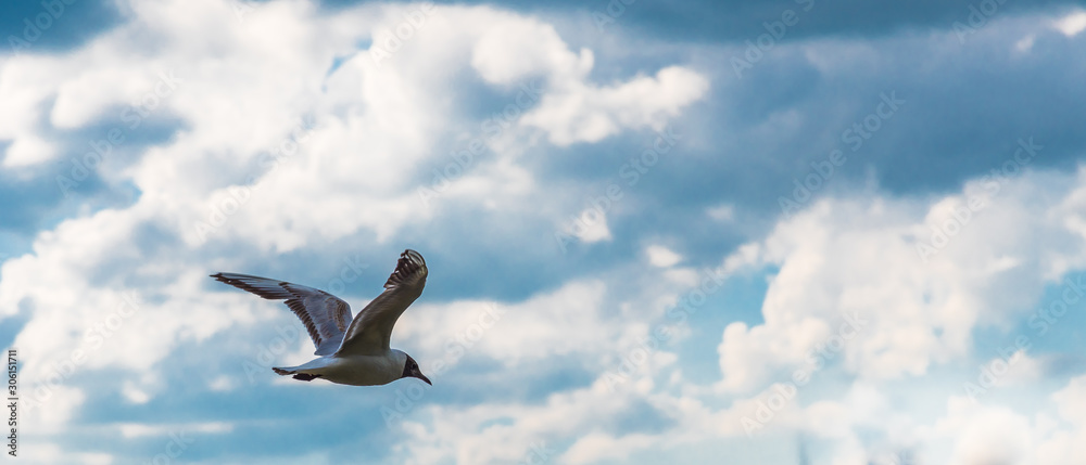 Fototapeta premium A seagull flies in the sky against the background of clouds on a cloudy day