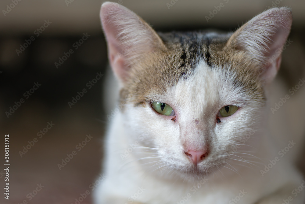 Portrait of white cat with spot,  close up Thai cat