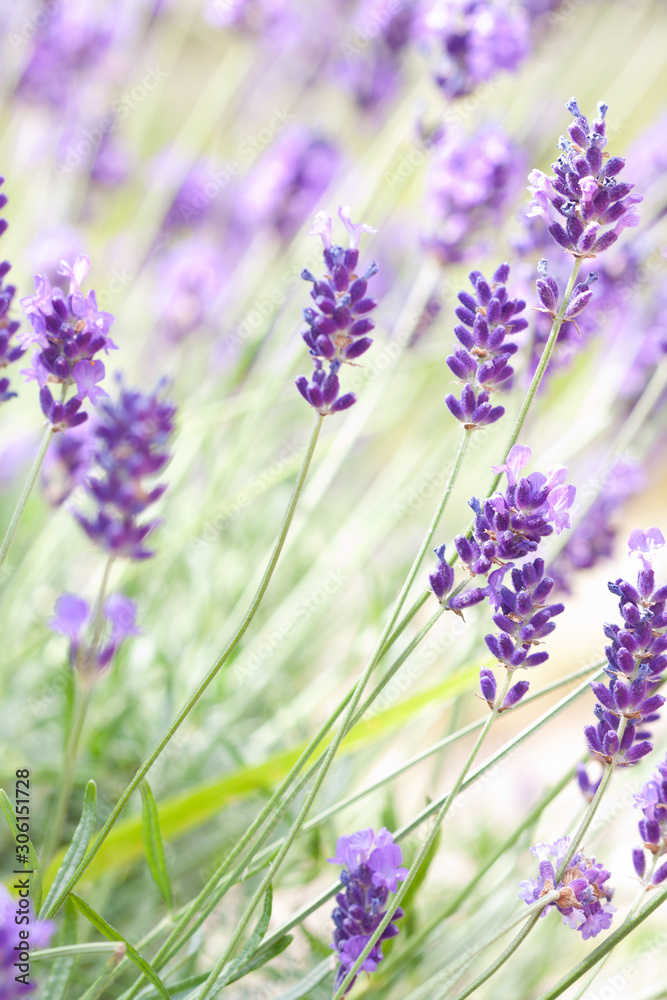 Naklejka premium Beautiful lavender flowers.